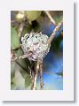 Ruby-throated Hummingbird