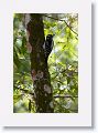 Hairy Woodpecker