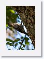 Red-bellied Woodpecker