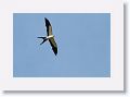 Swallow-tailed Kite