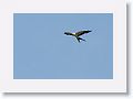 Swallow-tailed Kite
