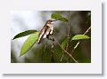 Ruby-throated Hummingbird
