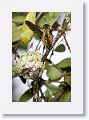 Ruby-throated Hummingbirds