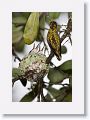 Ruby-throated Hummingbirds