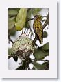 Ruby-throated Hummingbirds