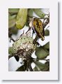 Ruby-throated Hummingbirds