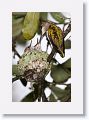 Ruby-throated Hummingbirds