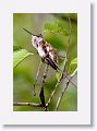 Ruby-throated Hummingbird