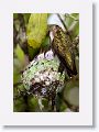 Ruby-throated Hummingbirds