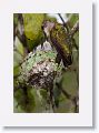 Ruby-throated Hummingbirds