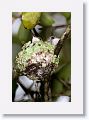 Ruby-throated Hummingbirds