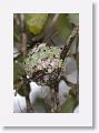 Ruby-throated Hummingbirds