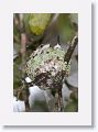 Ruby-throated Hummingbirds