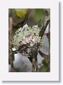 Ruby-throated Hummingbirds
