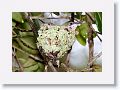 Ruby-throated Hummingbirds