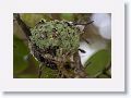 Ruby-throated Hummingbirds