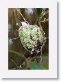 Ruby-throated Hummingbirds