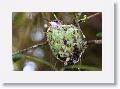 Ruby-throated Hummingbirds