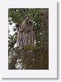 Barred Owl