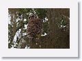 Barred Owl