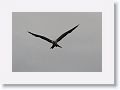 Swallow-tailed Kite
