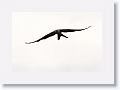 Swallow-tailed Kite