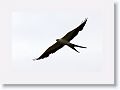 Swallow-tailed Kite