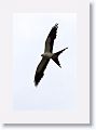 Swallow-tailed Kite