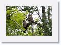2 Barred Owl chicks