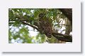 Adult female Barred Owl
