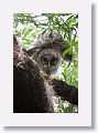 Barred Owl chicks have branched from the nest