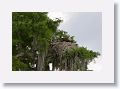 An Osprey sits on her nest across Lettuce Lake from the boardwalk near the tower