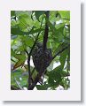 A Blue-gray Gnatcatcher sits on her nest high up in a Buttonwood