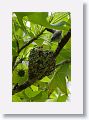 A Blue-gray Gnatcatcher feeds her 2 chicks nest high up in a Buttonwood