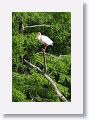 White Ibis