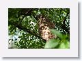 Barred Owl