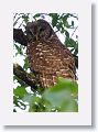 Barred Owl