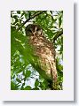 Barred Owl