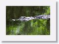 Alligator
