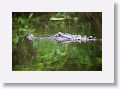 Alligator