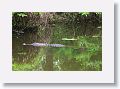 Alligator
