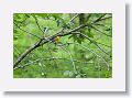 Prothonotary Warbler
