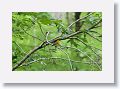 Prothonotary Warbler