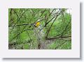Prothonotary Warbler