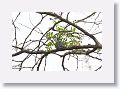 Blue-gray Gnatcatcher nest