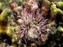 08anenome