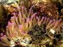 17anenome