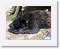 May * (5 Slides)