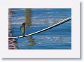 Green Heron at Regatta Pointe Marina, Palmetto