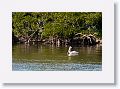 Pelicans at Washburn island